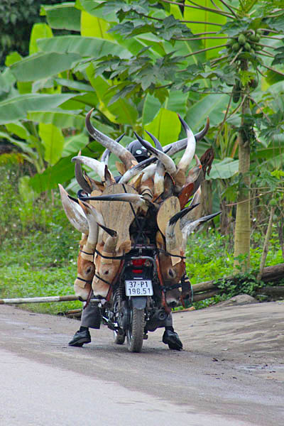 Vietnam by motorcycle