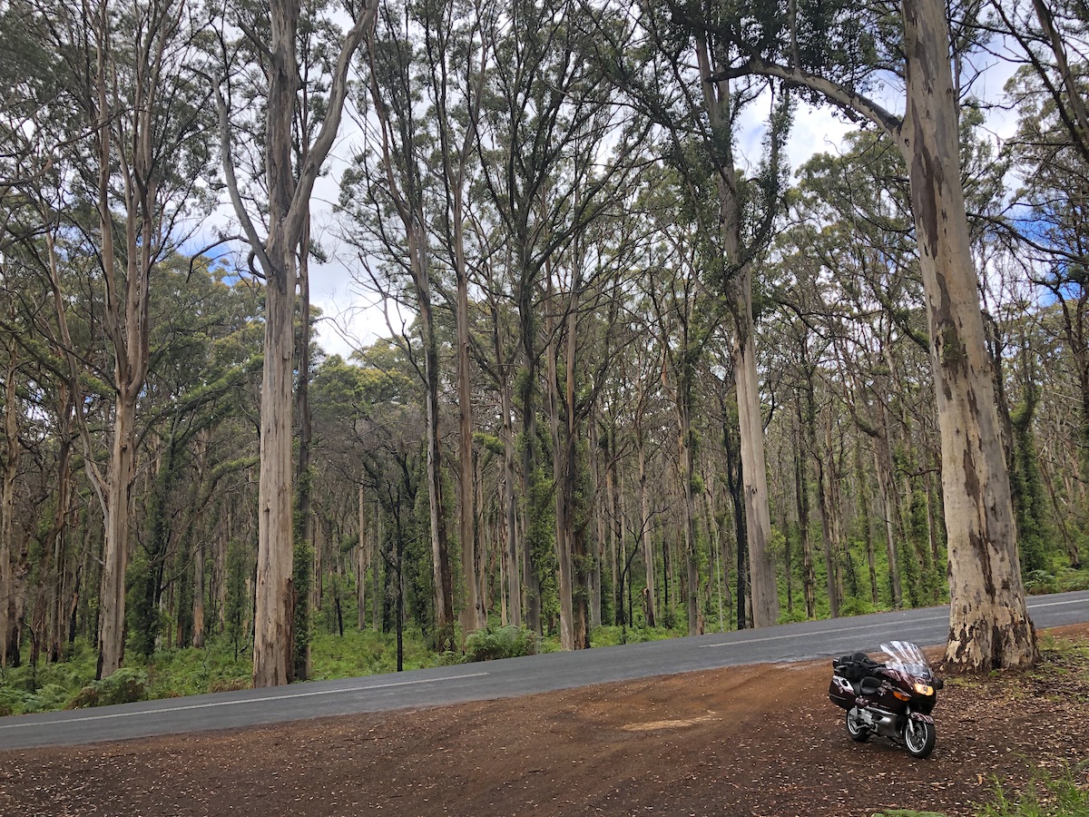 caves road forest